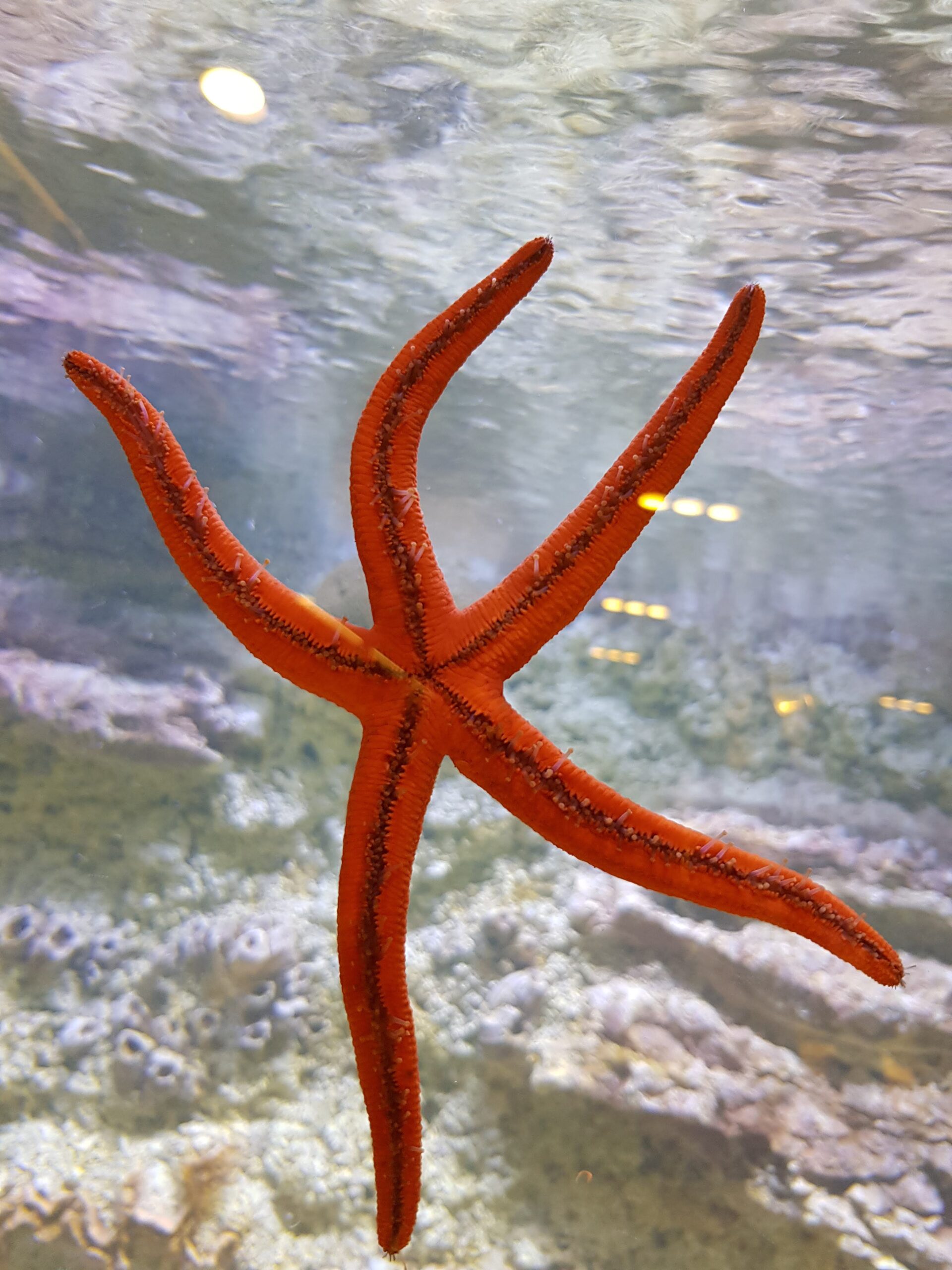 Морская звезда в аквариуме – доступная экзотика