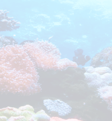 Морской конек в аквариуме: можно ли завести экзотического гостя