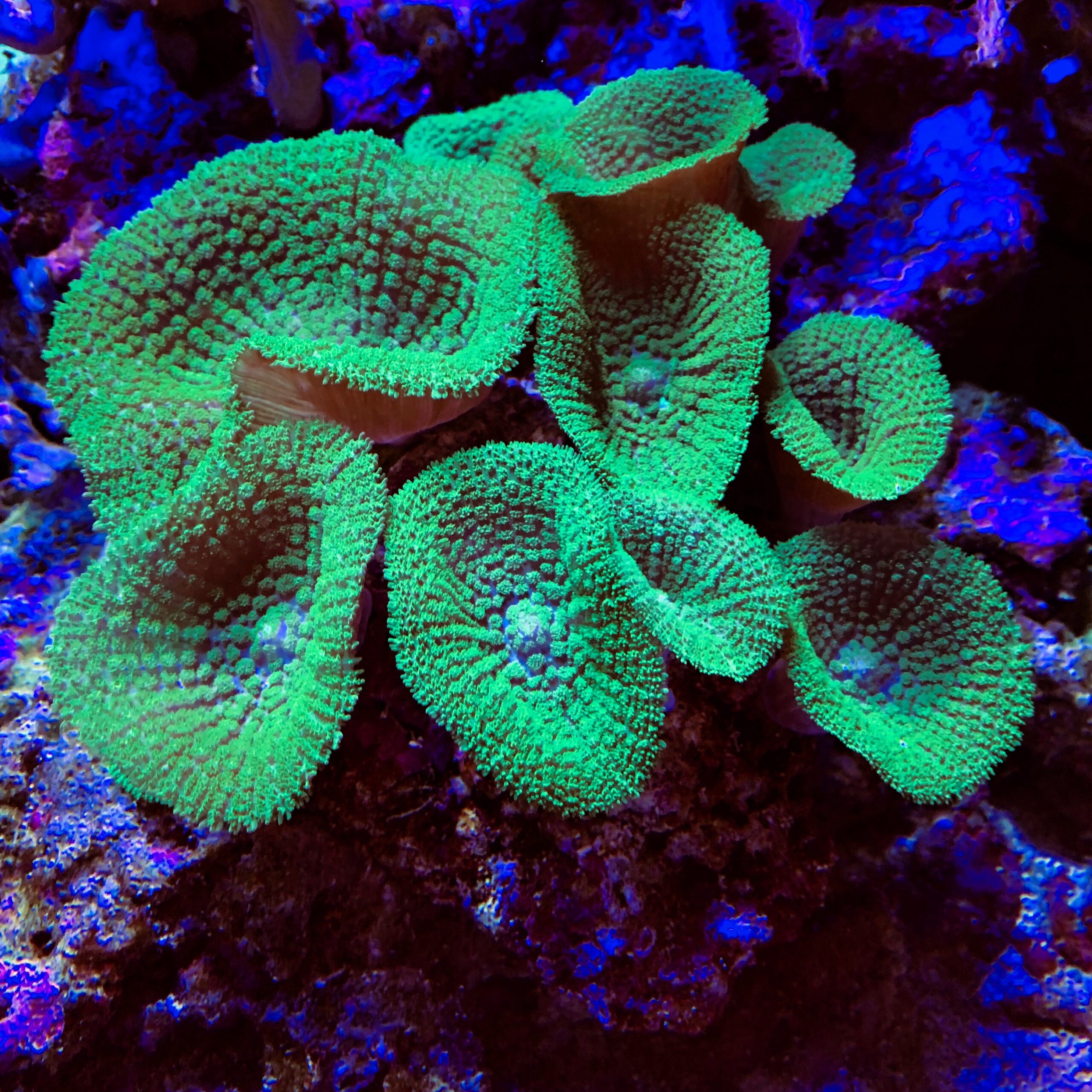 Морские аквариумы с живыми кораллами